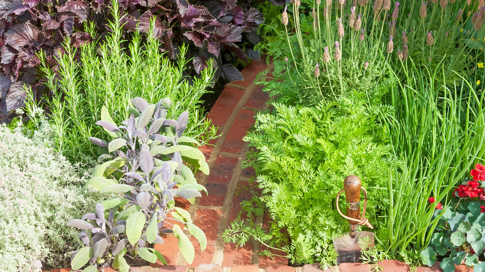 Growing a Mini Herb Garden in Your Stratford Backyard
