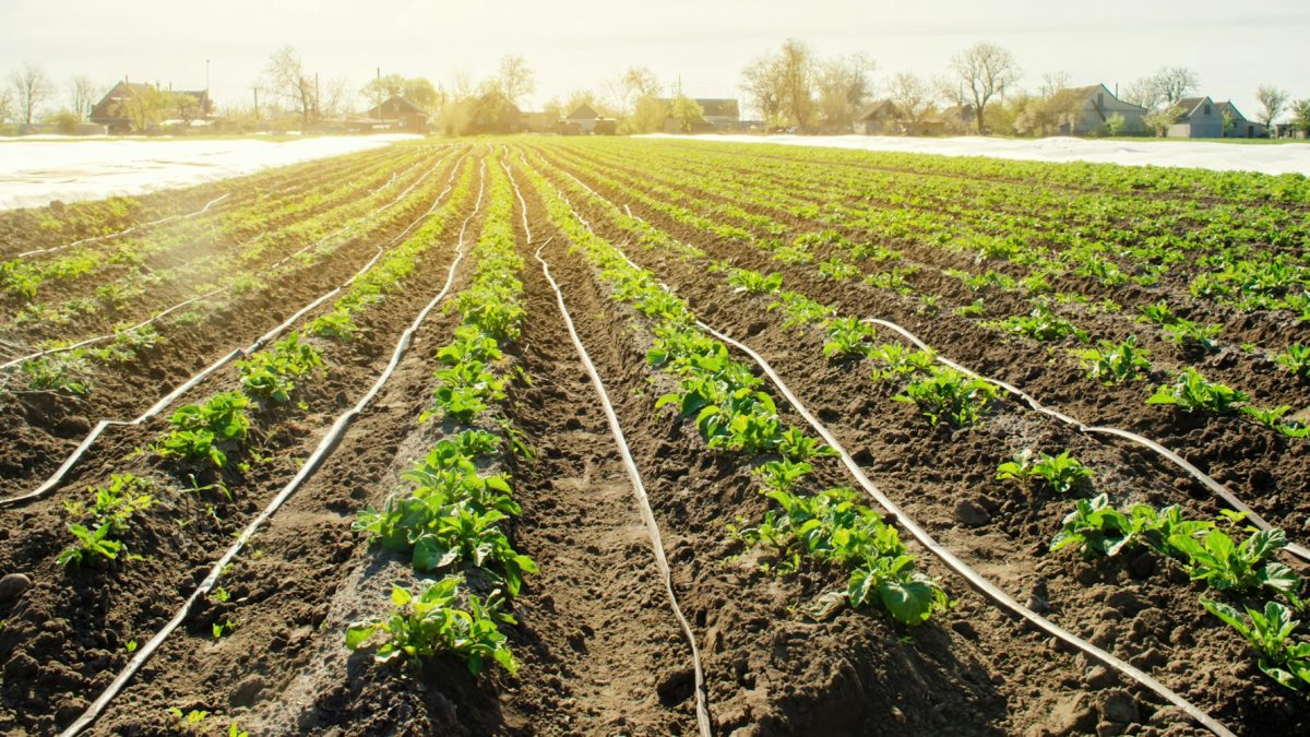 How Irrigation Systems Increase Pest Activity in Nampa